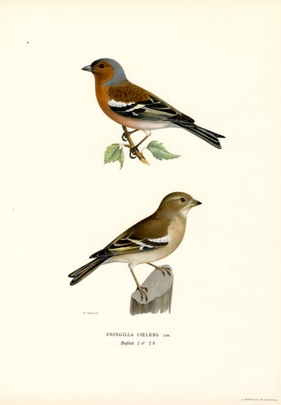 Pěnkava obecná (barva lito) od Magnus Ferdinand and Wilhelm von Wright