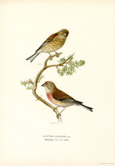 Společné prádlo (barva lito) od Magnus Ferdinand and Wilhelm von Wright