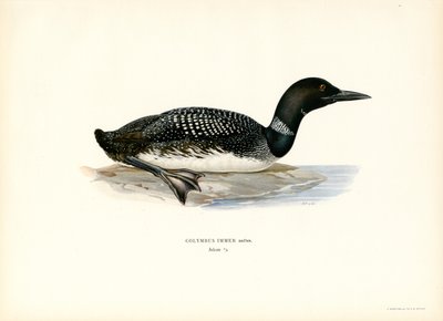 Common Loon (barva litho) od Magnus Ferdinand and Wilhelm von Wright