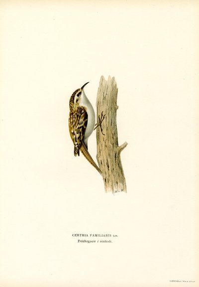 Stromorožec obecný (barva lito) od Magnus Ferdinand and Wilhelm von Wright