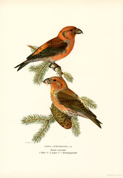 Crossbill (barva lito) od Magnus Ferdinand and Wilhelm von Wright