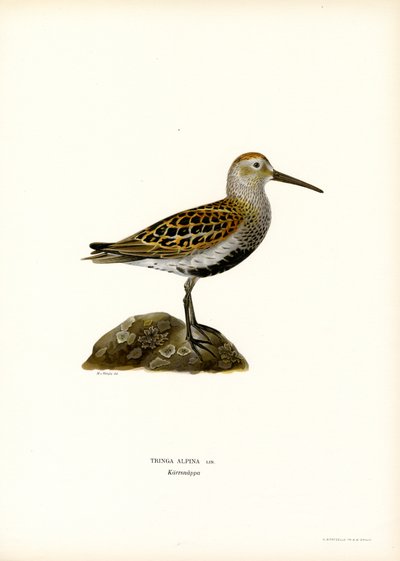Dunlin (barevné lito) od Magnus Ferdinand and Wilhelm von Wright