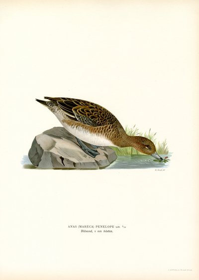 Euroasijský Wigeon (barevný litho) od Magnus Ferdinand and Wilhelm von Wright