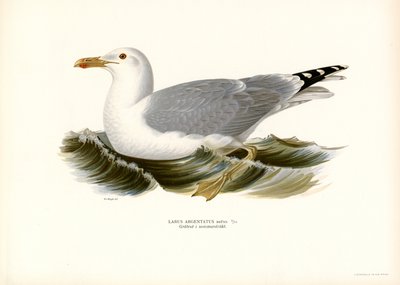 Racek stříbřitý (barva lito) od Magnus Ferdinand and Wilhelm von Wright