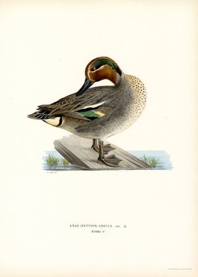 Teal evropská (barva lito) od Magnus Ferdinand and Wilhelm von Wright