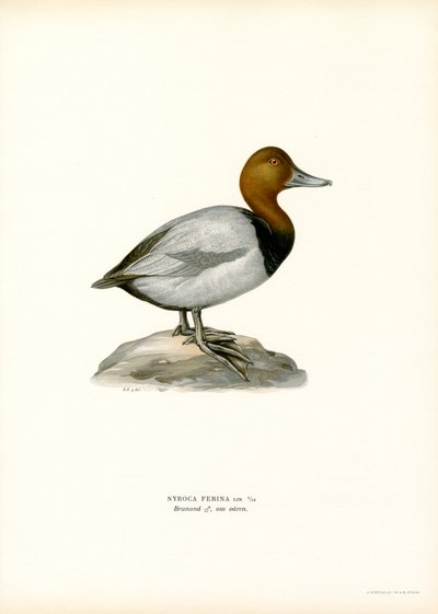 Evropský pochard (barva lito) od Magnus Ferdinand and Wilhelm von Wright