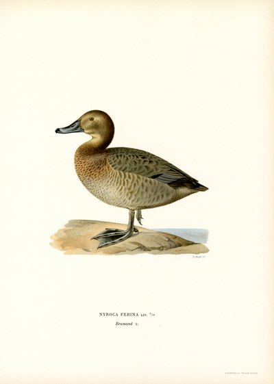 Evropský pochard (barva lito) od Magnus Ferdinand and Wilhelm von Wright