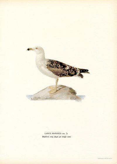 Racek velký (barva litho) od Magnus Ferdinand and Wilhelm von Wright
