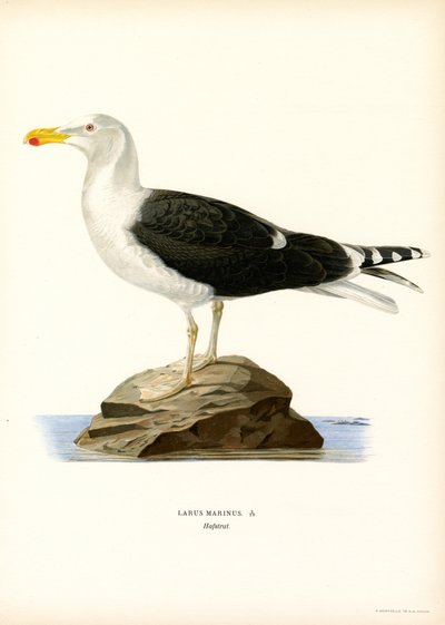Racek velký (barva litho) od Magnus Ferdinand and Wilhelm von Wright