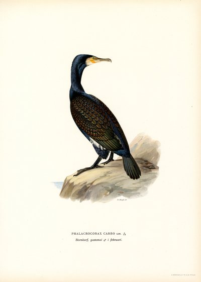 Kormorán velký (barva lito) od Magnus Ferdinand and Wilhelm von Wright