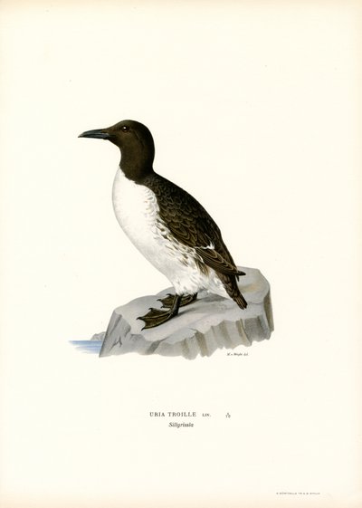Guillemot (barevné lito) od Magnus Ferdinand and Wilhelm von Wright