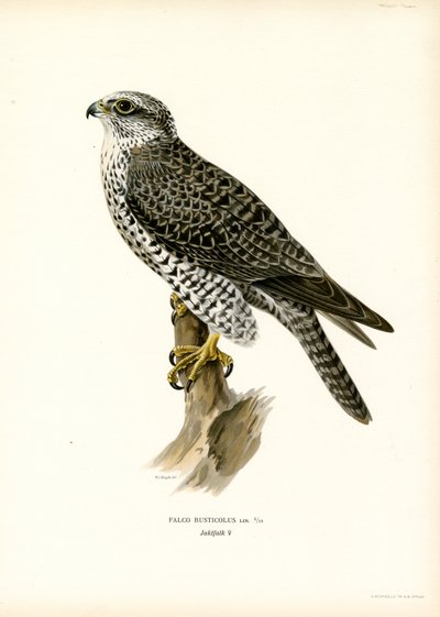 Gyrfalcon (barva lito) od Magnus Ferdinand and Wilhelm von Wright