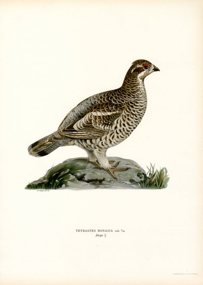 Hazel Grouse (barva lito) od Magnus Ferdinand and Wilhelm von Wright