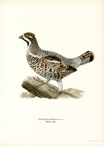 Hazel Grouse (barva lito) od Magnus Ferdinand and Wilhelm von Wright
