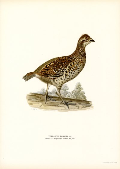 Hazel Grouse (barva lito) od Magnus Ferdinand and Wilhelm von Wright