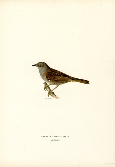 Hedge Warbler (barva lito) od Magnus Ferdinand and Wilhelm von Wright