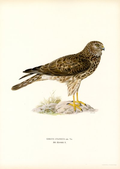 Hen Harrier (barva lito) od Magnus Ferdinand and Wilhelm von Wright