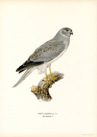 Hen Harrier (barva lito) od Magnus Ferdinand and Wilhelm von Wright