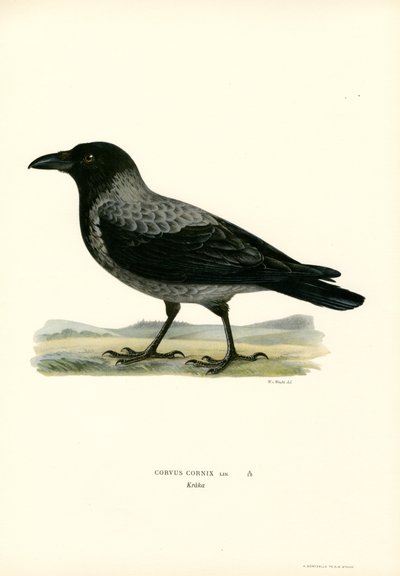 Vrána kapucí (barva litho) od Magnus Ferdinand and Wilhelm von Wright