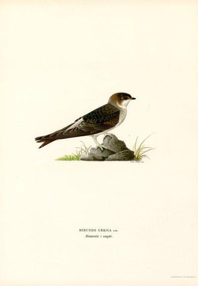 House Martin (barva lito) od Magnus Ferdinand and Wilhelm von Wright