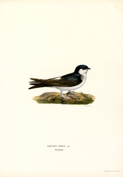 House Martin (barva lito) od Magnus Ferdinand and Wilhelm von Wright