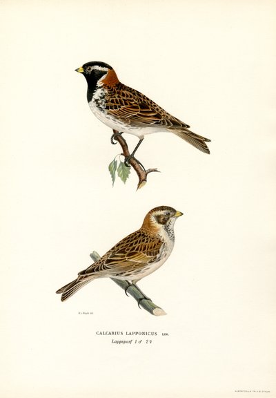 Strnad laponský (barva lito) od Magnus Ferdinand and Wilhelm von Wright
