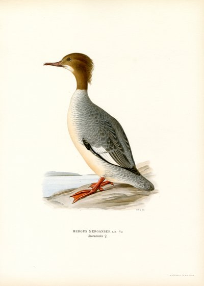 Velký Merganser (barva lito) od Magnus Ferdinand and Wilhelm von Wright