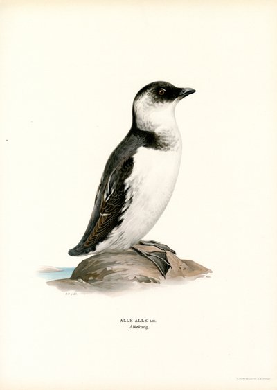 Little Auk (barva lito) od Magnus Ferdinand and Wilhelm von Wright