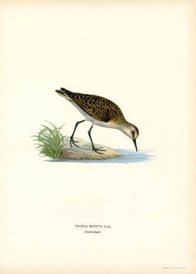 Little Stint (barevné lito) od Magnus Ferdinand and Wilhelm von Wright