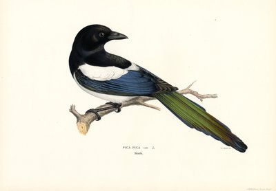 Straka (barva lito) od Magnus Ferdinand and Wilhelm von Wright