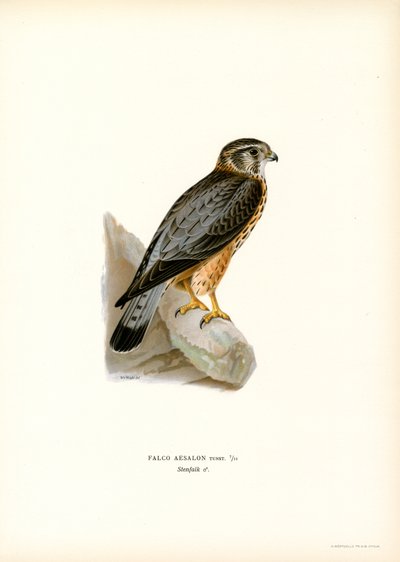 Merlin (barva lito) od Magnus Ferdinand and Wilhelm von Wright