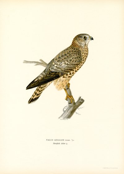 Merlin (barva lito) od Magnus Ferdinand and Wilhelm von Wright