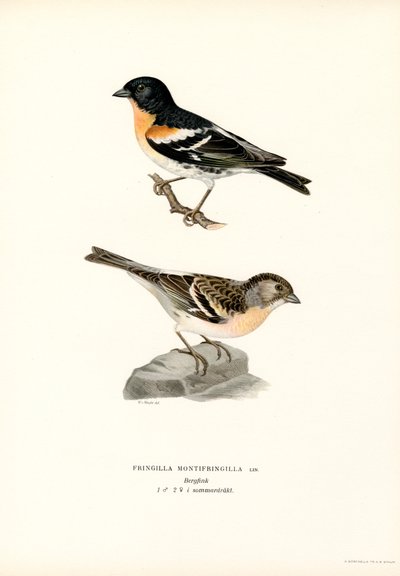 Pěnkava horská (barva lito) od Magnus Ferdinand and Wilhelm von Wright
