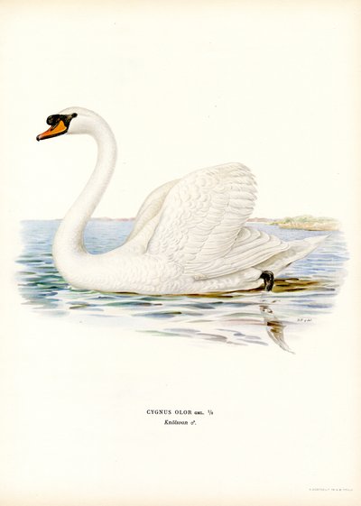 Mute Swan (barevné lito) od Magnus Ferdinand and Wilhelm von Wright
