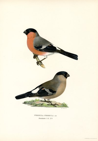 Severoasijský hýl (barva lito) od Magnus Ferdinand and Wilhelm von Wright