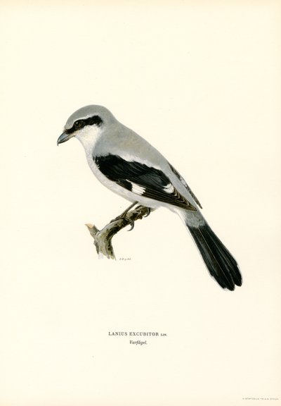 Ťuhýk severní (barva litho) od Magnus Ferdinand and Wilhelm von Wright