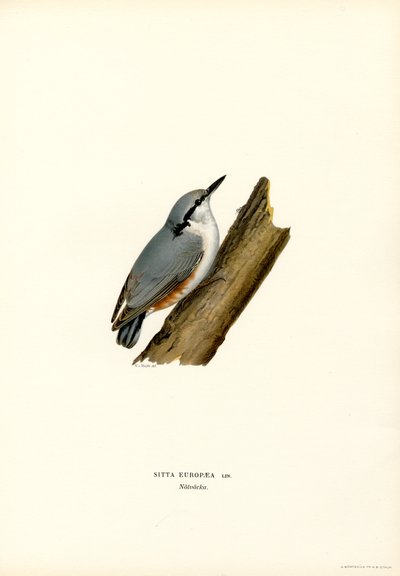Nuthatch (colour litho)   1401999   cs       czech Successfully Translated  Original: Illustration for Madame Bovary by Gustave Flaubert (1821-80) published by Gibert Jeune Translat: Illustration for 