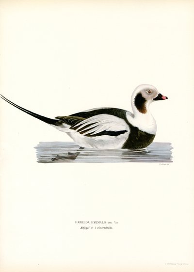 Oldsquaw Duck (barevná lito) od Magnus Ferdinand and Wilhelm von Wright