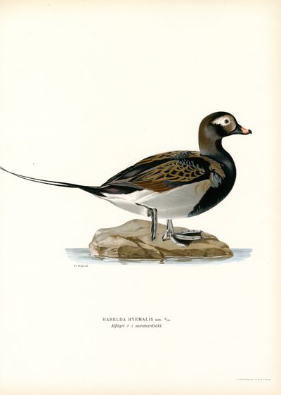 Oldsquaw Duck (barevná lito) od Magnus Ferdinand and Wilhelm von Wright
