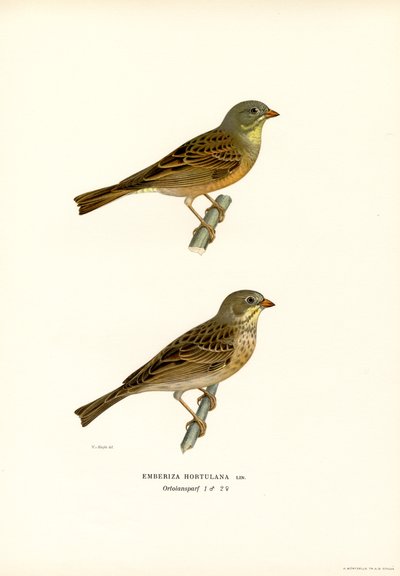 Strnad ortolanský (barevný lito) od Magnus Ferdinand and Wilhelm von Wright