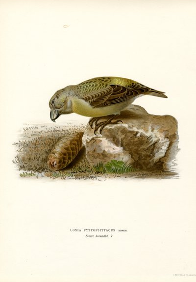 Parrot Crossbill (barva lito) od Magnus Ferdinand and Wilhelm von Wright
