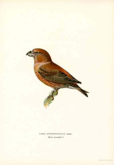 Parrot Crossbill (barva lito) od Magnus Ferdinand and Wilhelm von Wright