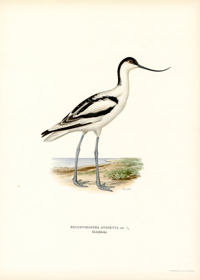 Pied Avocet (barva lito) od Magnus Ferdinand and Wilhelm von Wright