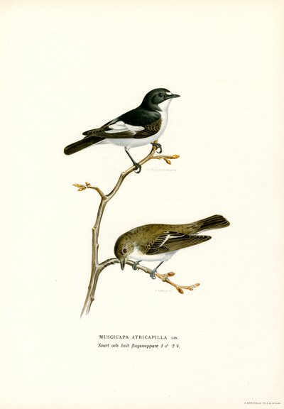 Mucholapka strakatá (barva lito) od Magnus Ferdinand and Wilhelm von Wright