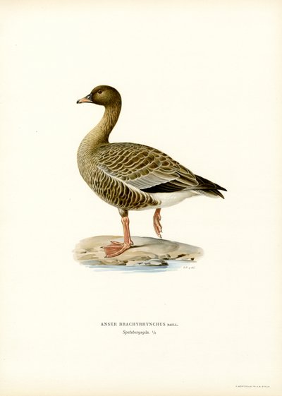 Pink-footed Goose (colour litho)   1412974   cs       czech Successfully Translated  Original: Unbekanntes Bild Translat: Unbekanntes Bild 1209713 cs czech Successfully Translated Original: Title Page Translat: Title Page 1241003 cs czech Successfully Tran od Magnus Ferdinand and Wilhelm von Wright