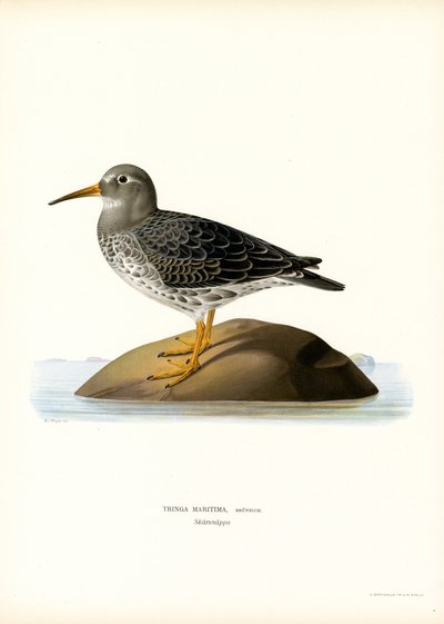 Sandpiper fialový (barva lito) od Magnus Ferdinand and Wilhelm von Wright