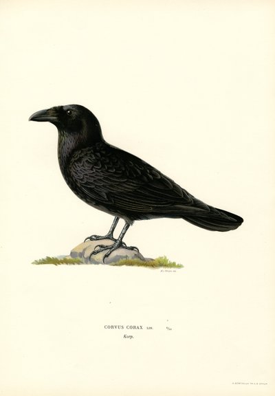 Raven (barva lito) od Magnus Ferdinand and Wilhelm von Wright