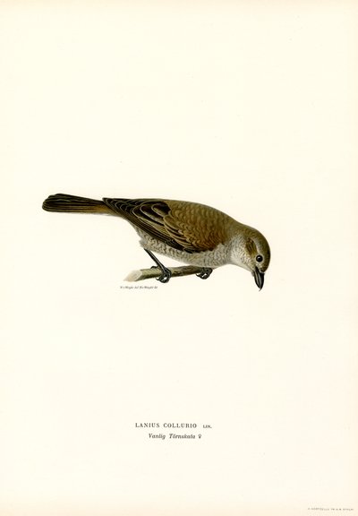Ťuhýk červenohřbetý (barva litho) od Magnus Ferdinand and Wilhelm von Wright