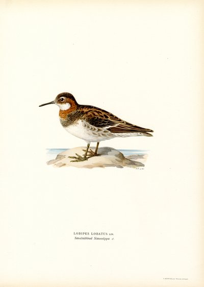 Phalarope rudokrký (barva lito) od Magnus Ferdinand and Wilhelm von Wright