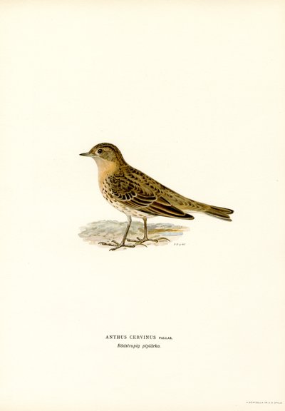 Pipit rudohrdlý (barva lito) od Magnus Ferdinand and Wilhelm von Wright